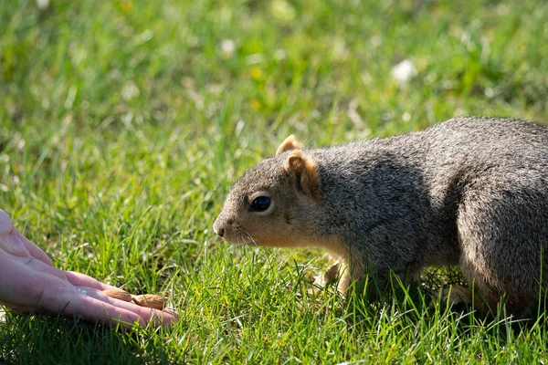 Squirrel Grass — Stock Photo, Image