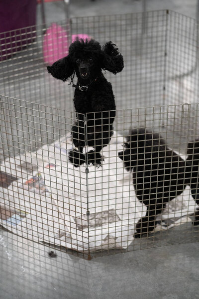 Нови, Мичиган, США - 01.17.2020: Michigan Winter Dog Classic Expo 2020 Day 1
