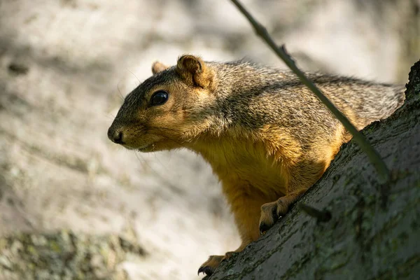 Harrison Township Michigan Eua Maio 2020 Little Cute Brown Squirrel — Fotografia de Stock