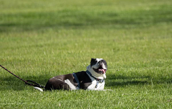Hond Loopt Het Gras — Stockfoto