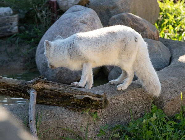 Polarfuchs Hat Etwas Entdeckt — Stockfoto