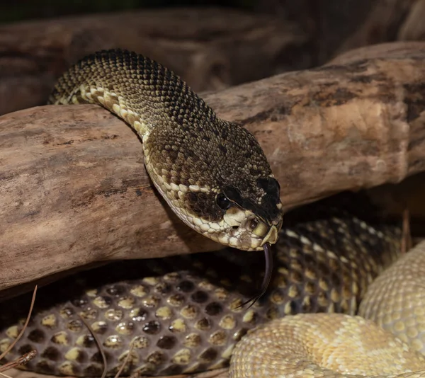 Wschodni Diamondback Grzechotnik Wystaje Język Wyczuwać Twój — Zdjęcie stockowe