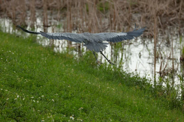 Wing Span Adult Great Blue Heron — Stock Photo, Image