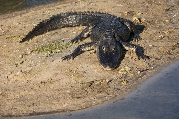 Crocodile Dans Boue — Photo
