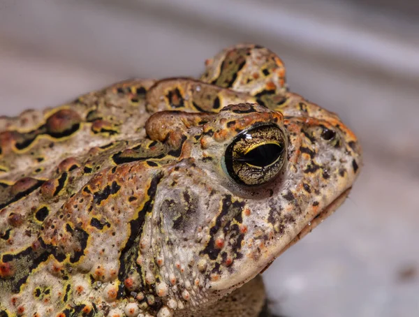 Grenouille Dans Terrarium — Photo