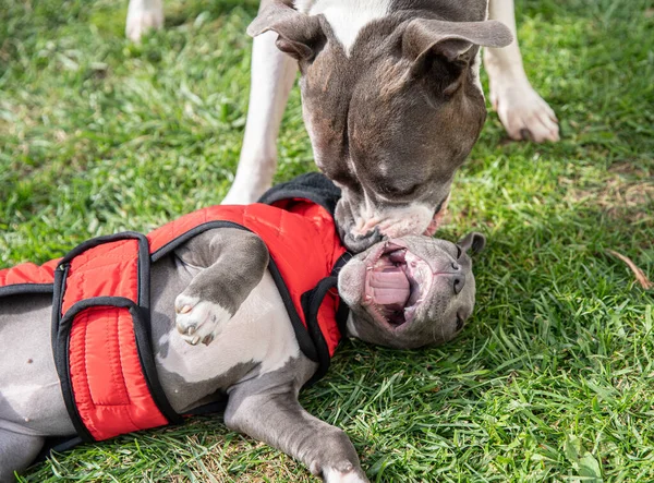 Pitbull bir köpek yavrusuyla oynar.