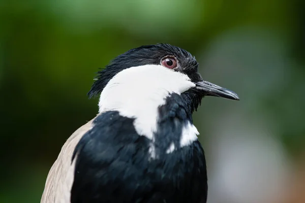 Beflügelter Rundenflügel Bekommt Einen Kopfschuss Aus Nächster Nähe — Stockfoto