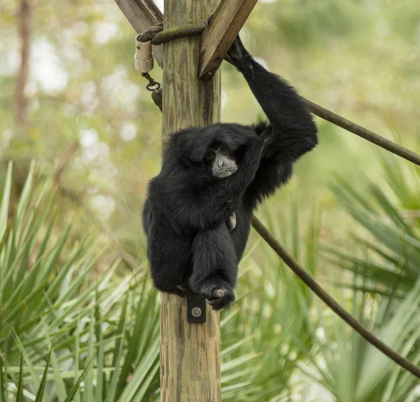 Anneau Singe Dans Jungle — Photo