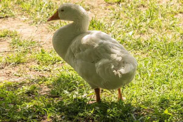 Matka Gęś Jej Małe Gęsi Cieszą Się Słonecznym Dniem Nad — Zdjęcie stockowe