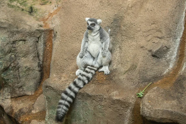 Halka Kuyruklu Lemur Ilginç Bir Şey Izliyor — Stok fotoğraf