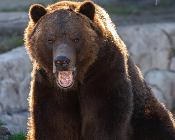 Grizzly Beer Heeft Gezien — Stockfoto