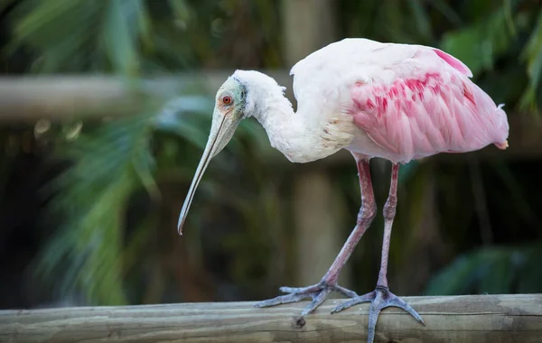 Roze Flamingo Dierentuin — Stockfoto