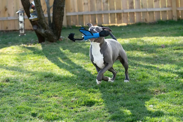 Grå Valp Leker Bakgården Äng Sin Favorit Leksak Staffordshire Terrier — Stockfoto