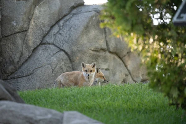 Red Fox Pups Explore Park Sunny Day — Stock Photo, Image