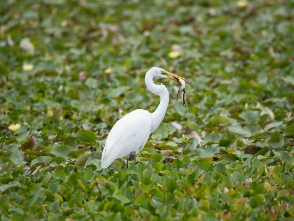 Cegonha Branca Lagoa — Fotografia de Stock