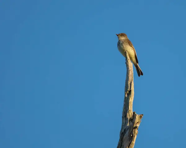 Grand Mésange Dans Son Habitat Naturel — Photo