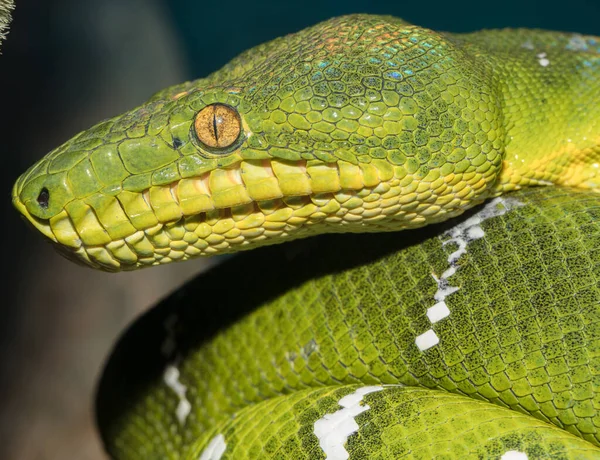 Cobra Verde Terrário — Fotografia de Stock