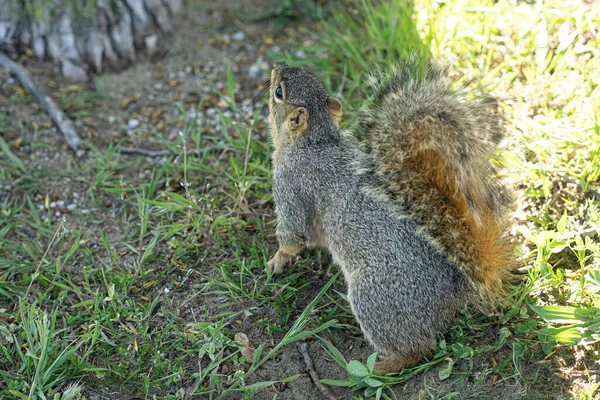 Écureuil Dans Parc — Photo