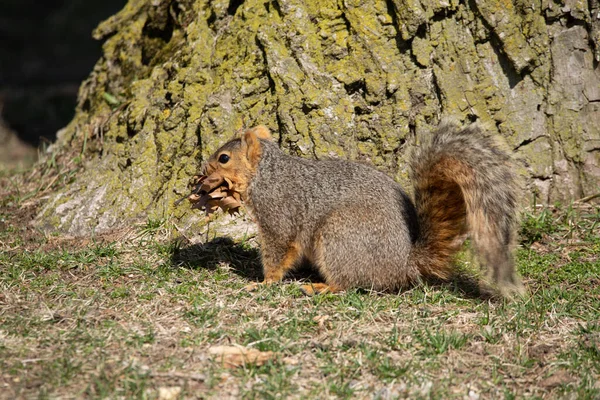 Écureuil Dans Herbe — Photo