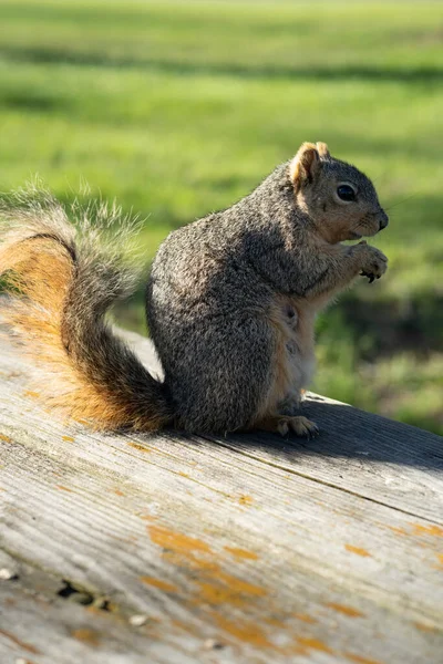 Una Linda Ardilla Bosque — Foto de Stock