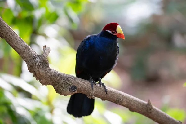 Fioletowy Ptak Turakowy Przyroda — Zdjęcie stockowe