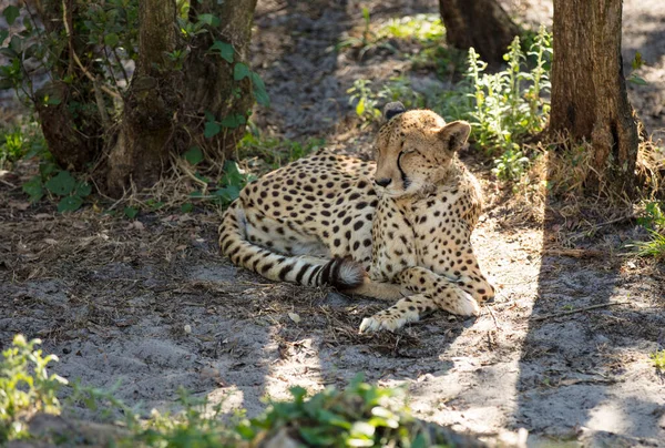 Leopard Parcul Național Kruger Africa Sud — Fotografie, imagine de stoc