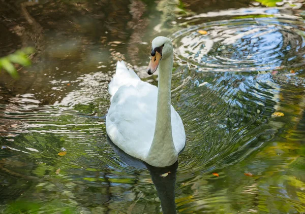 Swan Korsar Sjön För Att Undersöka — Stockfoto