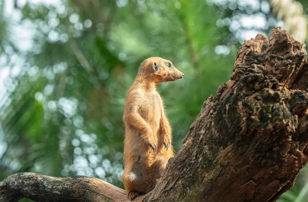 Meerkatは木のラインで何かを発見しました — ストック写真