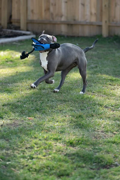 Cachorro Gris Jugando Prado Patio Trasero Juguete Favorito Staffordshire Terrier — Foto de Stock
