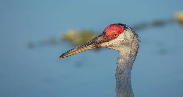 Gros Plan Oiseau Dans Parc — Photo