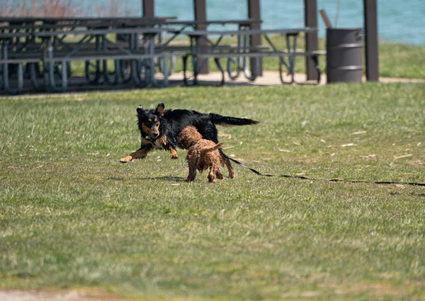 Honden Spelen Het Water Het Strand — Stockfoto