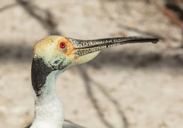 Gros Plan Oiseau — Photo