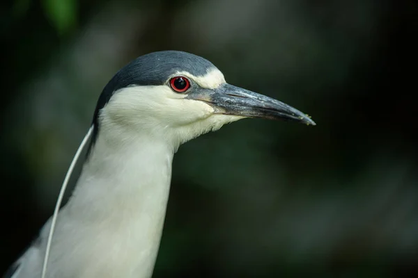 Černý Korunovaný Noční Volavka Pták — Stock fotografie