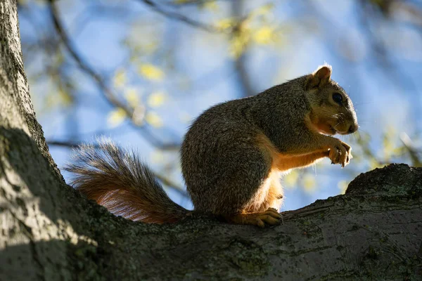 Squirrel — стокове фото