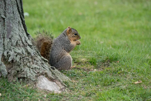 美国密歇根州哈里森镇 2020年5月10日 密歇根市公园里的一只可爱的棕色小松鼠 — 图库照片