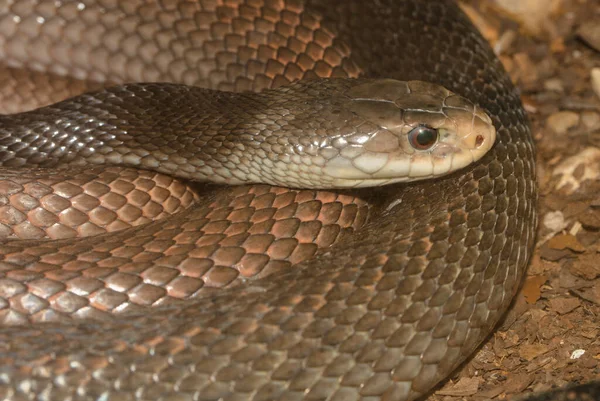 Snake Terrarium — Stock Photo, Image