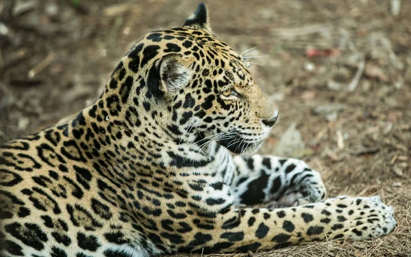 Léopard Dans Parc National Kruger Afrique Sud — Photo