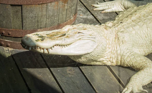 Krokodil Dierentuin — Stockfoto