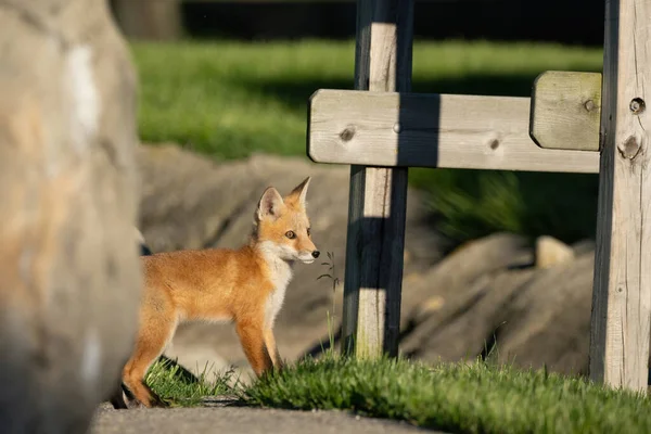 Red Fox Pups Explore Park Sunny Day — Stock Photo, Image