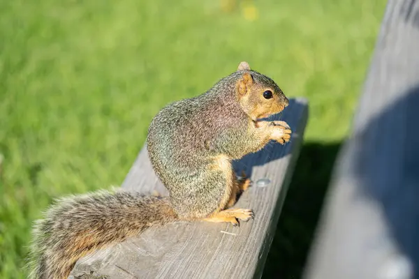 Squirrel Земле — стоковое фото
