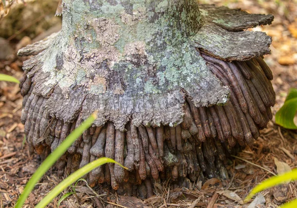 Primer Plano Del Tronco Del Árbol — Foto de Stock