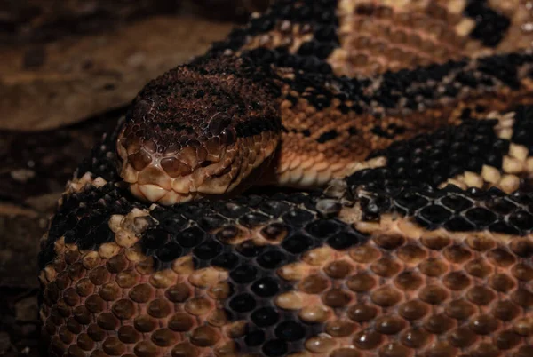 Bushmaster Yılanı Kafaya Yakın Çekim Yapar — Stok fotoğraf