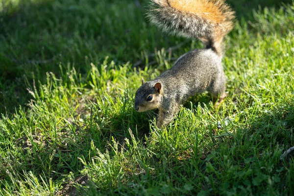 Squirrel Grass — Stock Photo, Image