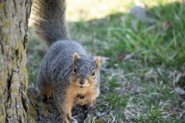 Squirrel — стокове фото