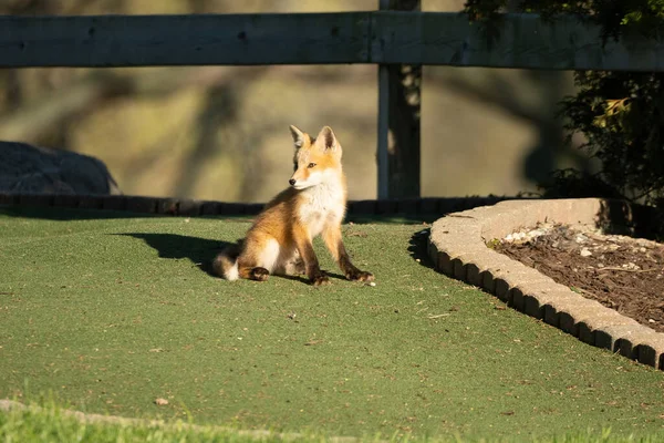 Raposa Vermelha Filhotes Explorar Parque Dia Ensolarado — Fotografia de Stock