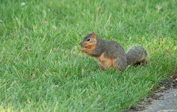 Squirrel Земле — стоковое фото