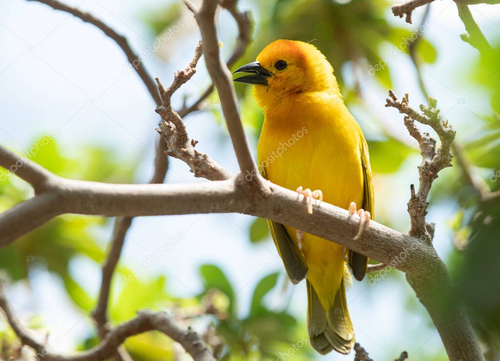 Golden Weaver is perched high on a sunny day watching the activi