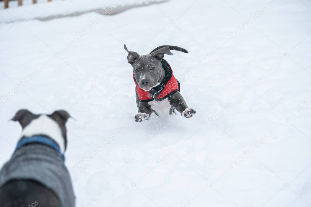 puppy is jumping into the snow to play with another dog