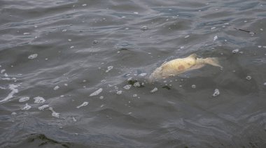 Balıklar son yosunların açması ve denizde yüzmesi sonucu öldüler.