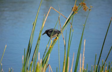 Balıkçıl kuş doğada bitki örtüsü